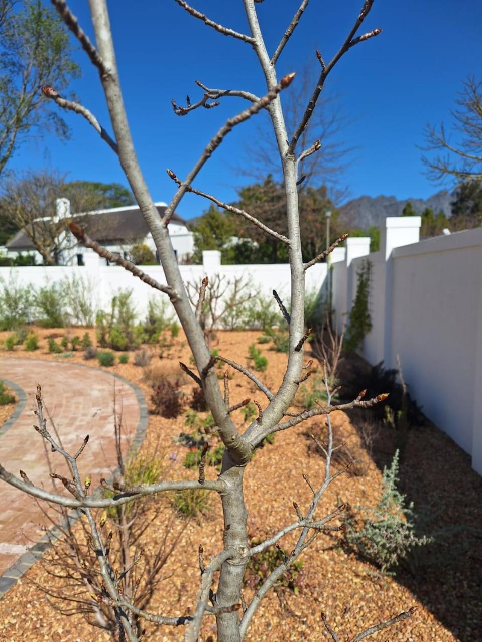 Largest One Bed Apartment & Private Pool In The Hoek Franschhoek Εξωτερικό φωτογραφία